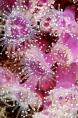 Jewels In The Crown - James Wright - Mega-Macro - 3rd Place